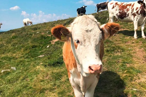 Wanderung auf der Millstätter Alpe zum Granattor